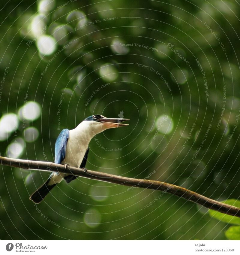 I am a king... To talk Animal Tree Wild animal Bird 1 Rutting season To hold on Communicate Scream Sit Blue White Environment Kingfisher Beak Asia Singapore