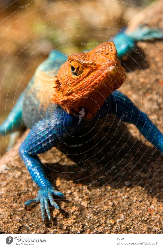 variety Nature Animal Summer Beautiful weather Lizards Observe To enjoy Crawl Sit Exceptional Elegant Exotic Crazy Blue Orange Versatile Transform Change