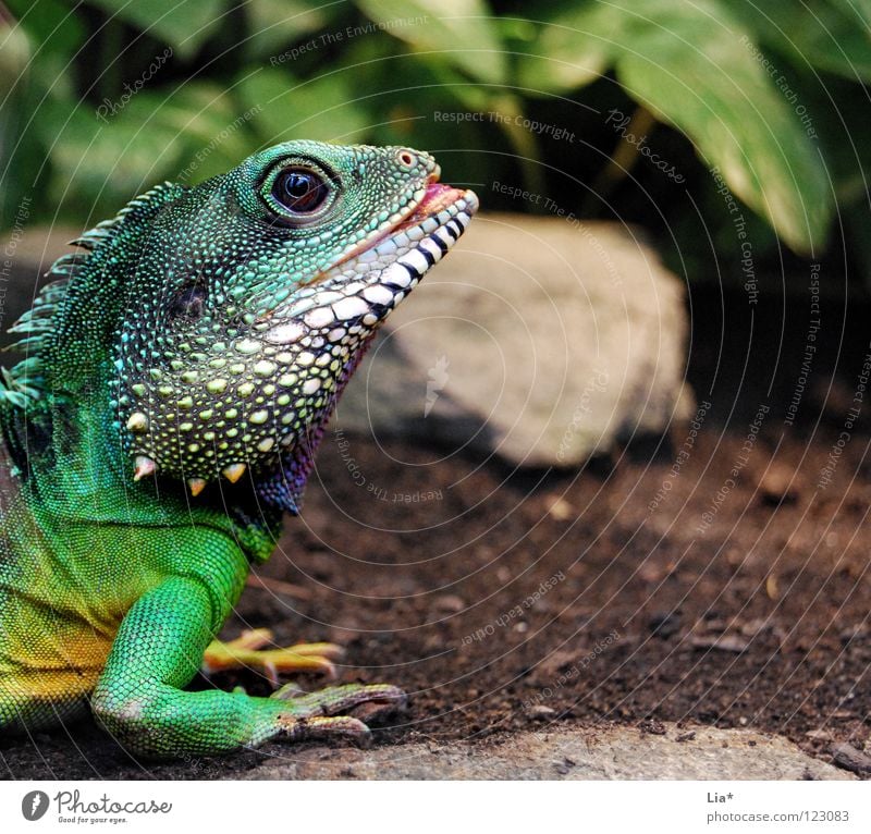 exotic Exotic Zoo Exceptional Colour Agamidae Water dragon Saurians Dragon Reptiles Iguana Spine Scales Green Head Eyes Muzzle Claw Multicoloured Detail Looking