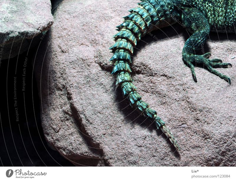dragon Rock Animal 1 Green Agamidae Dragon Saurians Reptiles Tails Primitive times Dinosaur Spine Fantastic Cave Detail Animal portrait Thorny Claw Animal foot
