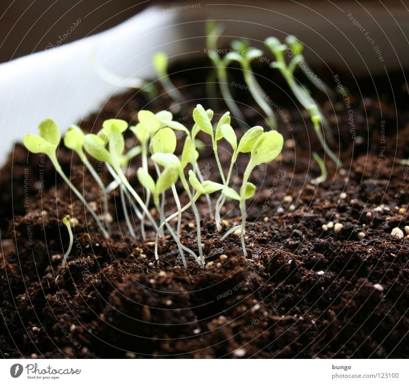 "More light!" Wonder Botany Biology Plant Sowing Germ Germinate Rung Illuminate Occur Growth Earth Breed Stalk Leaf Plantlet Photosynthesis Green Vegetable Life