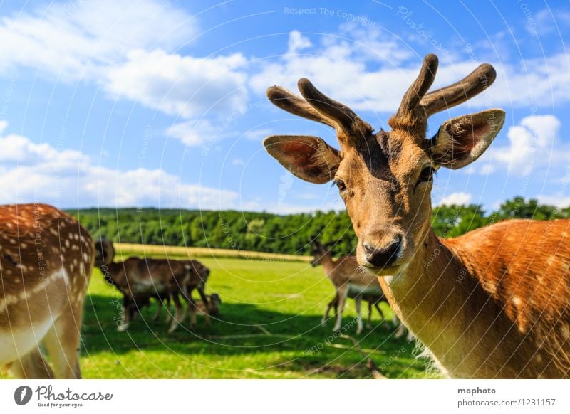 Eh! What are you looking at? Vacation & Travel Tourism Trip Environment Nature Landscape Animal Sky Clouds Park Meadow Field Forest Wild animal Animal face Pelt