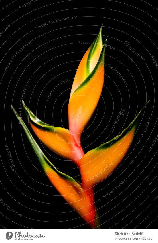 beautiful Valentine Flower Blossom Plant heleconia Exotic heliconia helikoniaceae cut flower Virgin forest top helikonia spec.