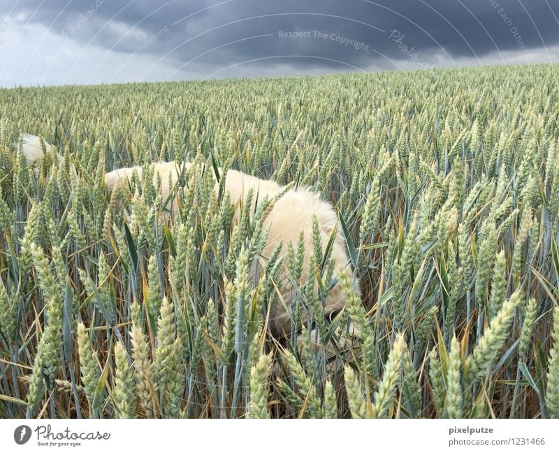 A dog in the cornfield 4 Nature Landscape Storm clouds Plant Agricultural crop Animal Pet Dog Pelt 1 Field Walk the dog To go for a walk Colour photo
