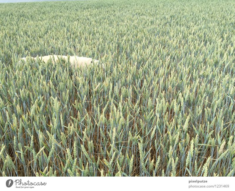 A dog in the cornfield Nature Landscape Agricultural crop Field Animal Pet Dog 1 Harvest To go for a walk Walk the dog Colour photo Exterior shot Deserted