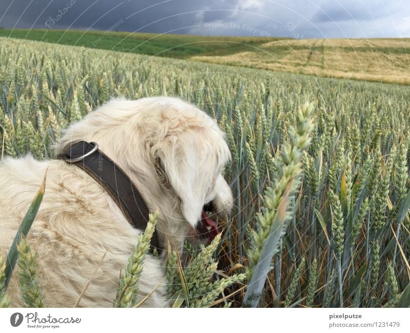 A dog in the cornfield 2 Nature Landscape Plant Agricultural crop Field Animal Pet Dog 1 Natural Walk the dog To go for a walk Dog collar Colour photo