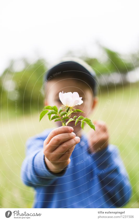 Small presents... Trip Summer Child Boy (child) Infancy Life 1 Human being 3 - 8 years Plant Spring Flower Rose Blossom Foliage plant Garden Park Meadow