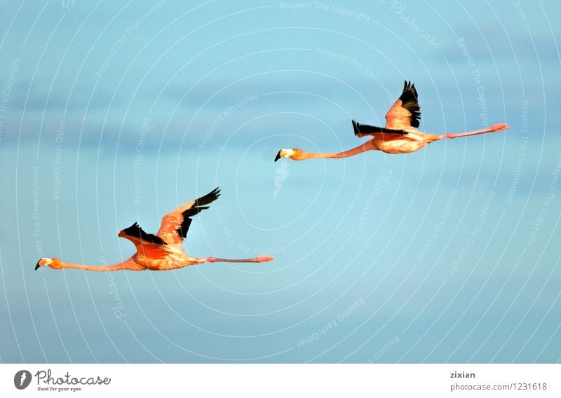 Greater Flamingos Animal Wild animal Bird Fly Wing 2 Pair of animals Flying Hunting Looking Elegant Natural Multicoloured Red Black Colour photo Deserted