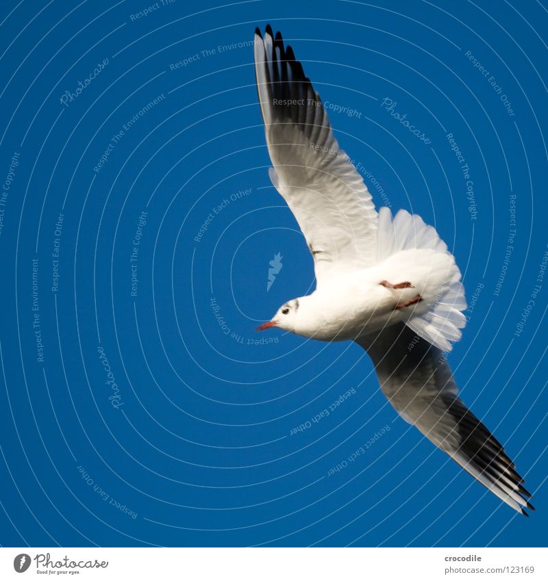 the sky is the limit Seagull Bird Infinity Sailing Claw Beak White Innocent Span Air Glide Hover Tails Beautiful Flying Wing Freedom Nature Sky