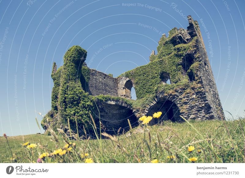 nu home Cloudless sky Beautiful weather Plant Flower Grass Ivy Ireland Deserted Castle Ruin Wall (barrier) Wall (building) Facade Tourist Attraction