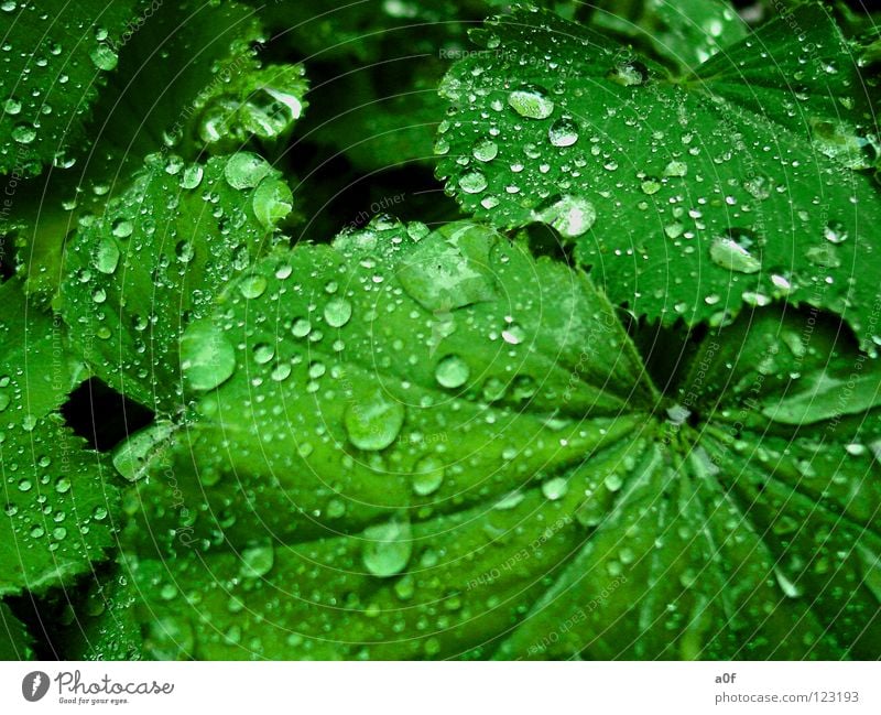 drops Flower Green Alchemilla vulgaris Wet Drops of water Rain after Contrast