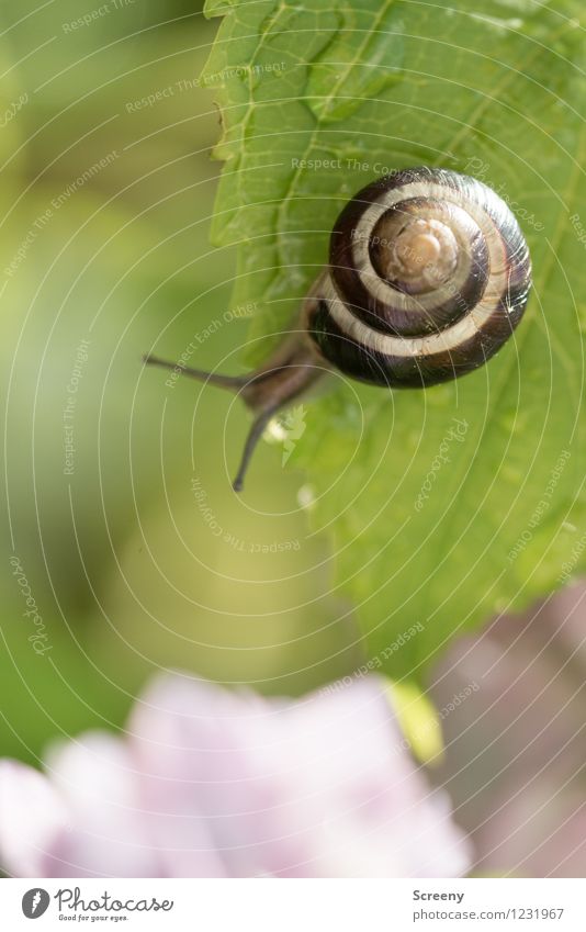 pretty high... Nature Plant Animal Water Drops of water Spring Summer Leaf Garden Park Snail 1 Small Near Wet Brown Green Adventure Contentment Height Climbing
