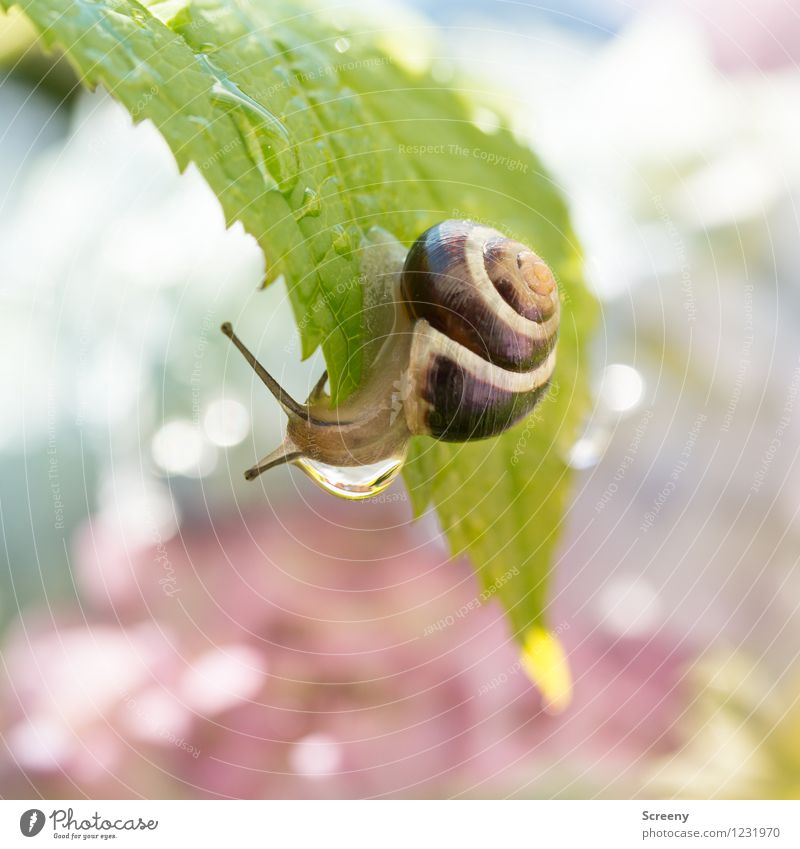 I'm going to take a shower... Nature Plant Animal Water Drops of water Spring Summer Garden Park Snail 1 Small Near Wet Brown Green Adventure Contentment Hang