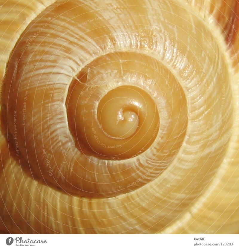 one-room apartment Snail shell Mussel House (Residential Structure) Spiral Rotate Round Animal Rotated Ocean Lake Seafood Screw Lime Decoration Jewellery Find