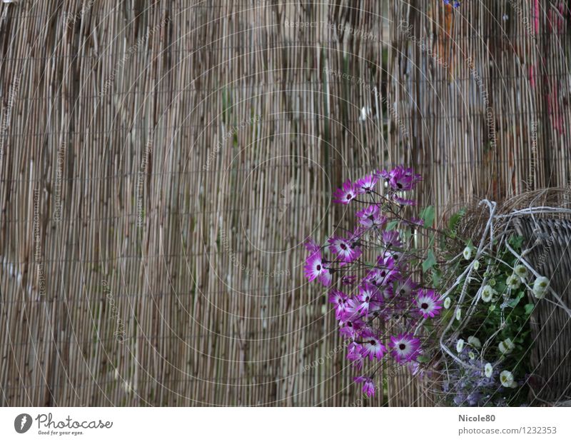 Flowers woven in Blossom Foliage plant Esthetic Plaited Basket Bamboo Screening Still Life Delicate Violet Colour photo Exterior shot Deserted Copy Space left