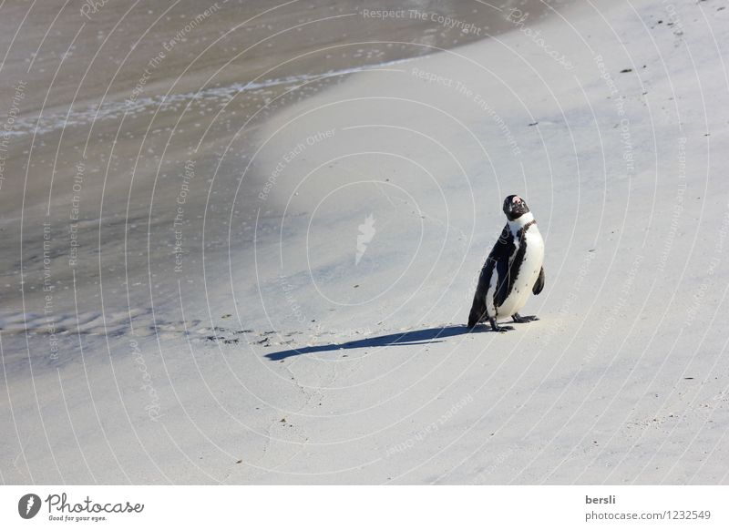 Penguin lost in paradise at Boulders Beach Vacation & Travel Tourism Trip Adventure Freedom Safari Summer Summer vacation Sun Ocean Earth Sand Weather
