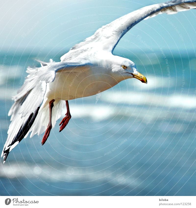 I'll fly one! Seagull White Black Headwind Disheveled Fighter Ocean Waves Wilderness Gale Swell Beach Coast Sea bird Bird Animal Infinity Beautiful Iron blue