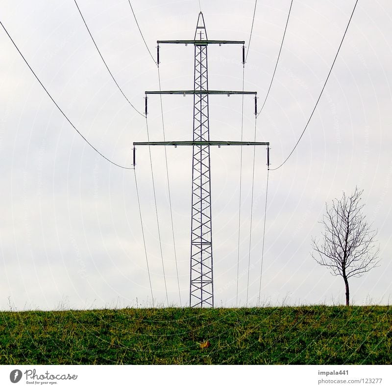 high voltage Electricity Electronic Smog Environment Destruction Tree Wood flour Meadow Small Large Household Power Force Electricity pylon Cable Rope Metal