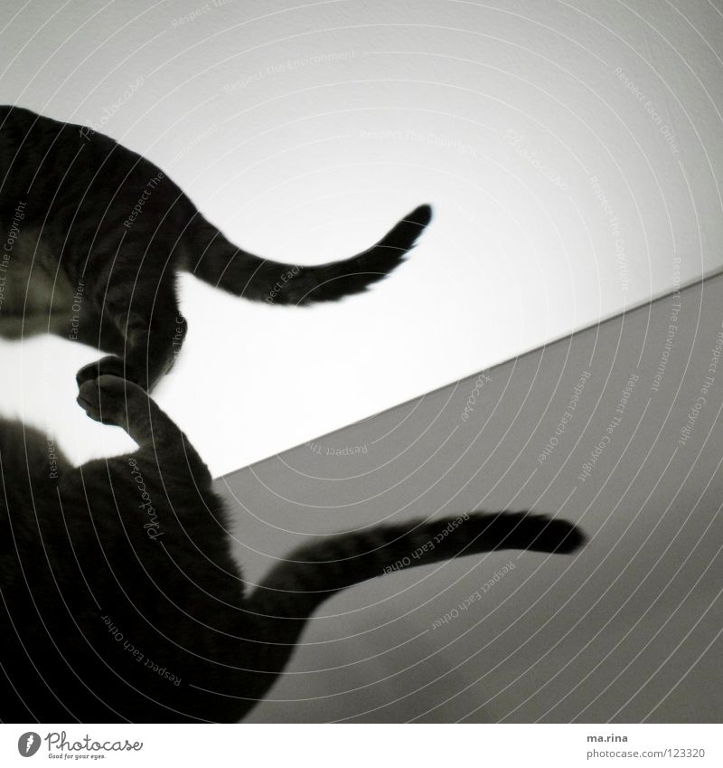 Cat mirror Stock Photos, Royalty Free Cat mirror Images