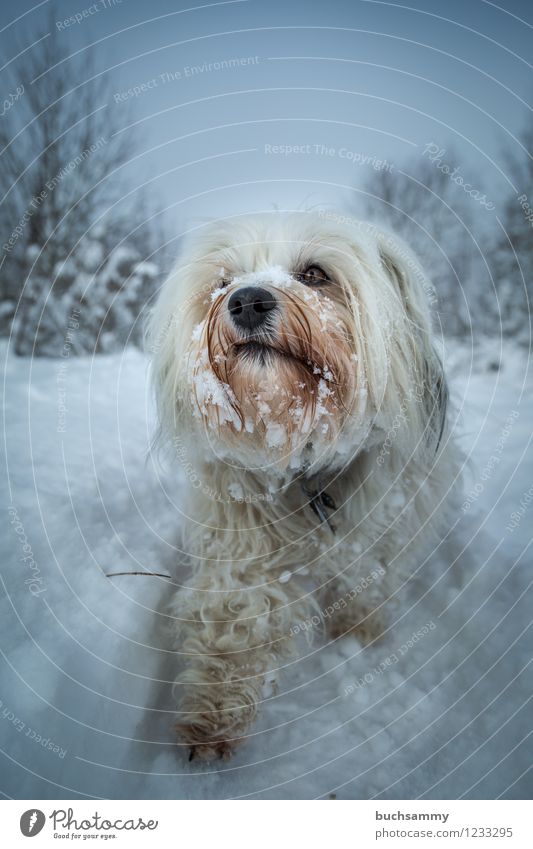 snowhound Nature Animal Winter Bad weather Ice Frost Snow Snowfall Pelt Long-haired Pet Dog 1 Small White bishop Watchdog Havanese bichon Colour photo