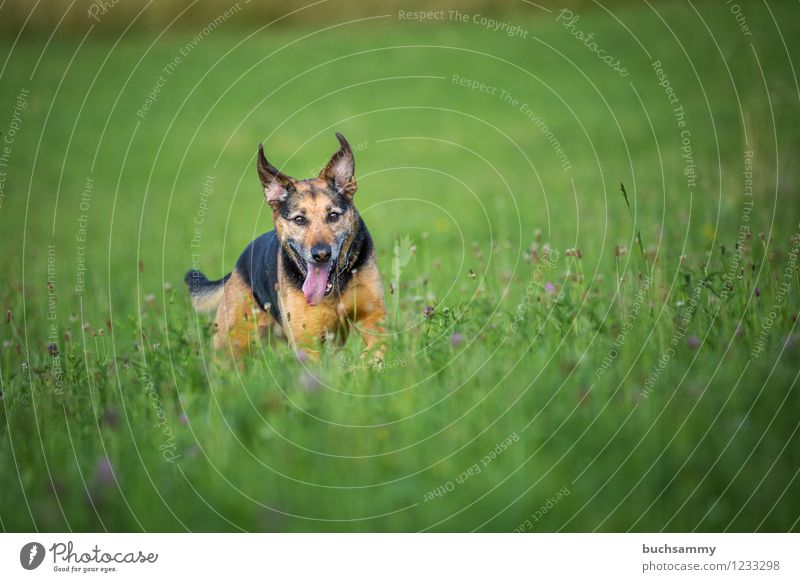Happy dog Water Animal Pet Dog 1 Brown Green Black Crossbreed Rottweiler Shepherd dog Colour photo Multicoloured Exterior shot Deserted Copy Space top
