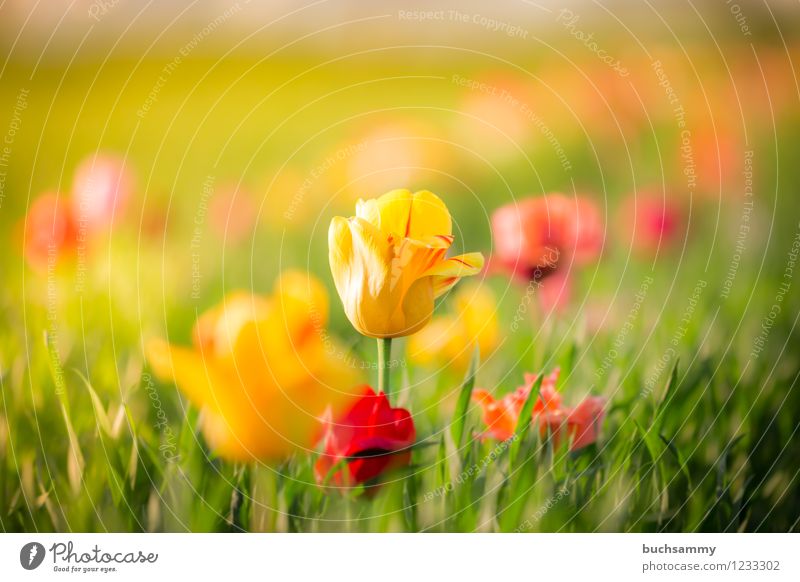 tulip field Nature Plant Spring Weather Beautiful weather Tulip Yellow Green Orange Pink Red Germany Colour photo Exterior shot Detail Deserted Day Evening