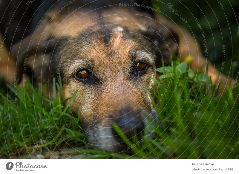 rest Grass Pet Dog 1 Animal Brown Green 2015 eyes Europe kira Rottweiler Shepherd dog Germany Colour photo Exterior shot Copy Space right Copy Space top Day
