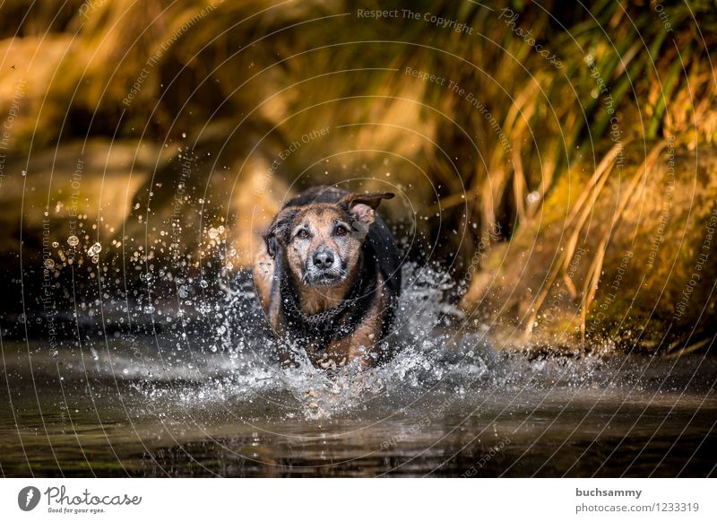 Dog in the water Joy Playing Water Drops of water Spring Pet 1 Animal Jump Wet Speed Crossbreed Rottweiler Shepherd dog Germany Colour photo Exterior shot