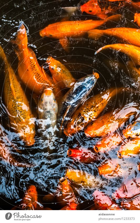 Koi Fish Flock Swimming & Bathing Growth Carp Colour photo Deserted Reflection
