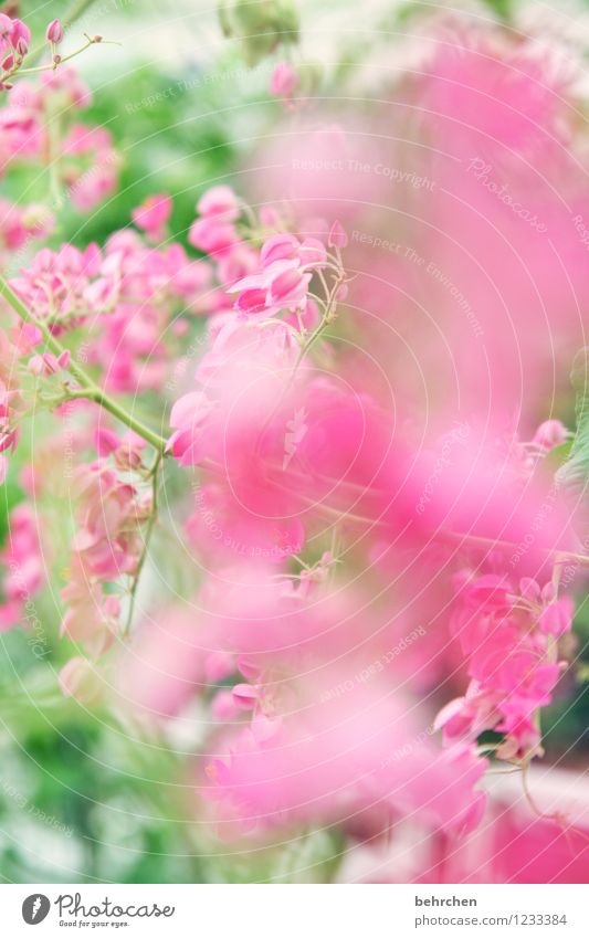 through the pink glasses Nature Plant Spring Summer Autumn Beautiful weather Leaf Blossom Blossoming Growth Kitsch Green Pink Colour photo Interior shot