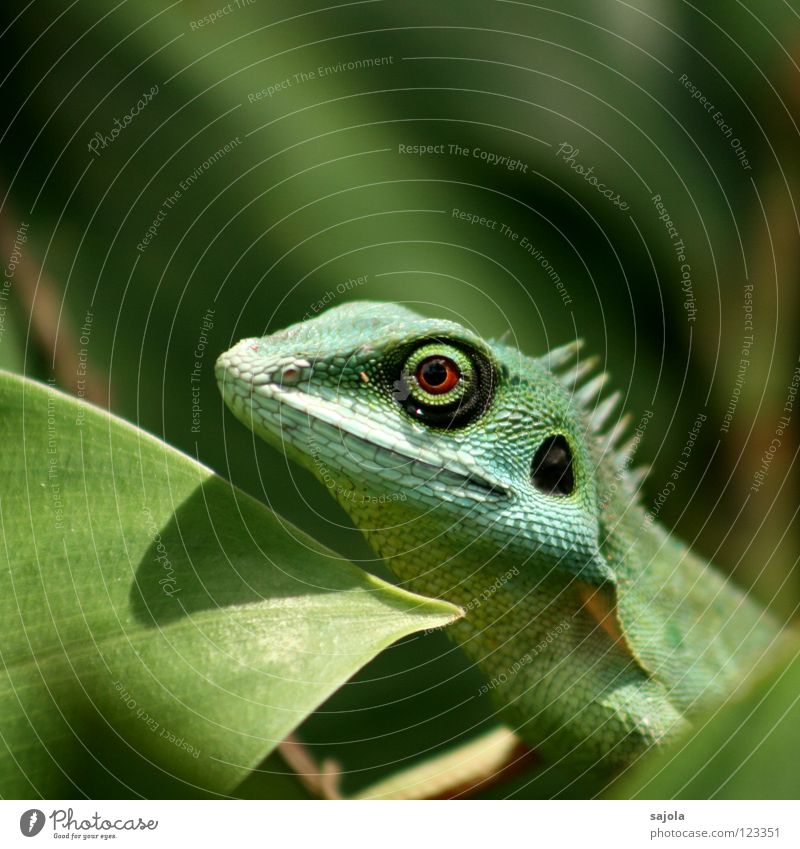 agame Animal Virgin forest Animal face 1 Observe Looking Wait Long Green Change Agamidae Lizards Reptiles Asia slow-tailed dragon Circle Botanical gardens