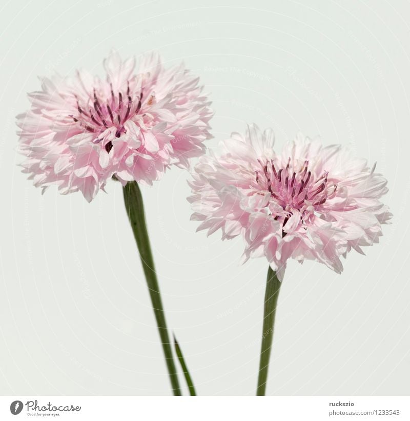 Cornflower; centaurea; cyanus; field plants; Alternative medicine Nature Plant Animal Blossom Wild plant Blossoming Free Pink White Knapweed arable crops