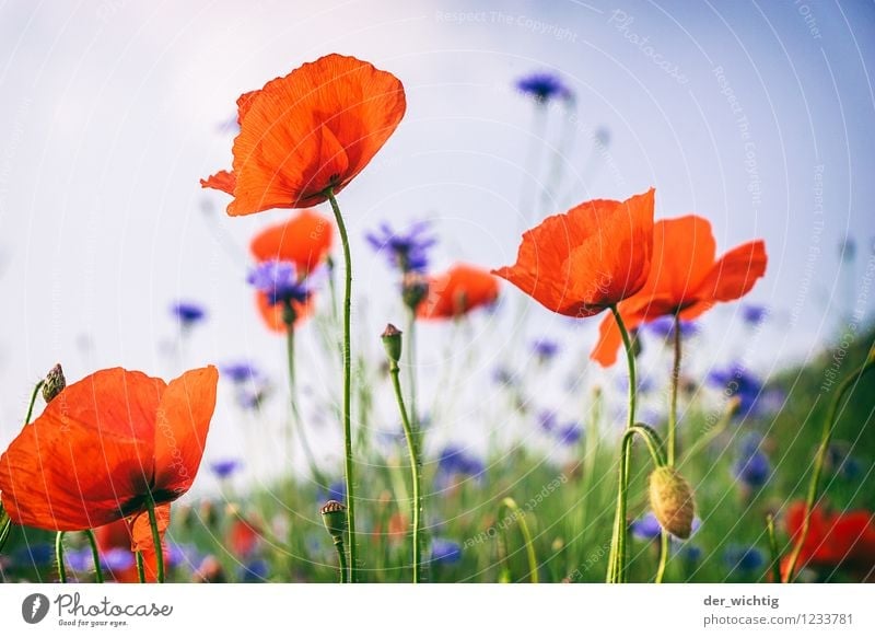 Poppy seed and grain 2 Landscape Plant Beautiful weather Flower Poppy blossom Cornflower Meadow Fragrance Fresh Blue Yellow Green Red Horizon Nature Environment