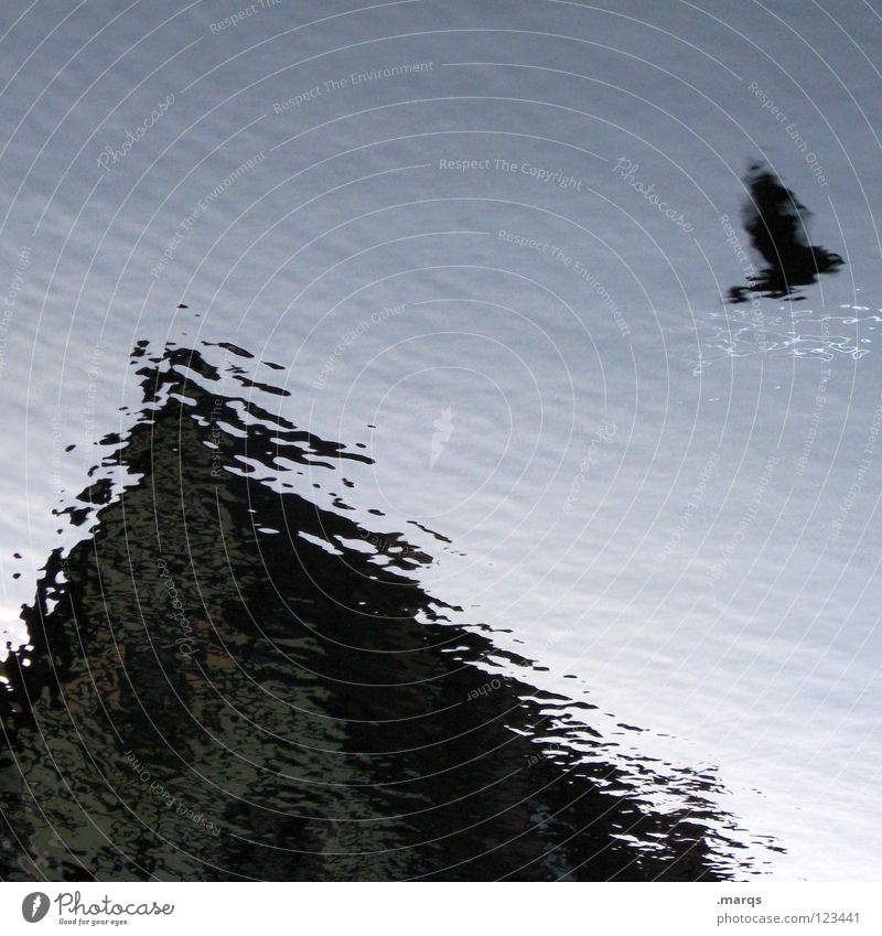 of birds and puddles Bird Pigeon Body of water Puddle Reflection Waves House (Residential Structure) Roof Gable Obscure Architecture Flying Water Blur
