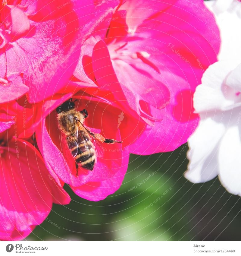 There's got to be more! Plant Flower Blossom Geranium Animal Farm animal Bee Insect 1 Work and employment Flying To feed To enjoy Crawl Free Natural Green Pink