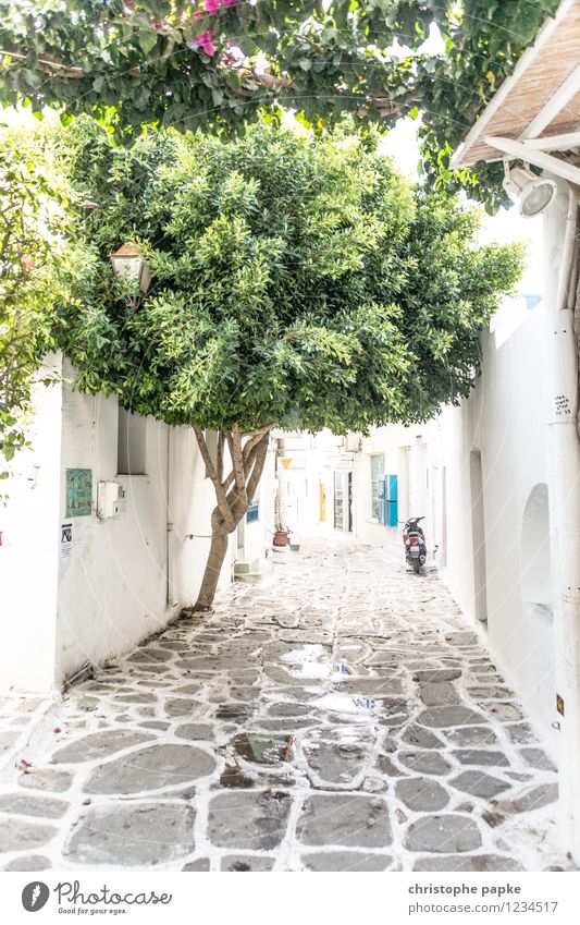 typical cycladic Vacation & Travel Summer Summer vacation Tree Paros Greece Village Small Town Old town Deserted Wall (barrier) Wall (building) Scooter Bright