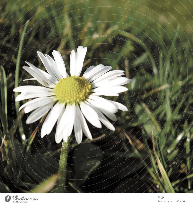 Flower of a daisy on a meadow in sunlight Daisy Blossom Blossom leave Stalk Grass Blade of grass Meadow Blossoming Spring Winter Light Long Thin Oval Together
