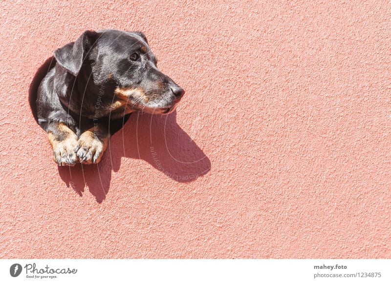 eye-catchers Building Wall (barrier) Wall (building) Pet Dog Animal face 1 Observe Think To enjoy Looking Curiosity Warmth Pink Safety (feeling of) Attentive