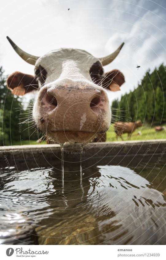 Hmm. Water. Nature Landscape Summer Climate Weather Warmth Alps Animal Farm animal Cow Fly 1 Looking Drinking Funny Wet Curiosity Relaxation