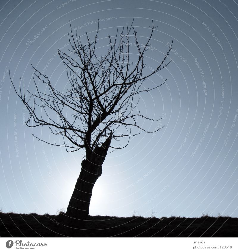 baldheinz Tree Plant Cold Horizon Individual Back-light Black Silhouette Transience Nature Branch Twig Loneliness Single