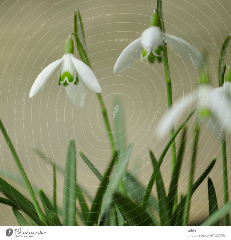 Spring in February... Snowdrop Flower Beautiful Small Cute Angiosperm Amaryllis March Winter sun Sunbeam Physics Green White Blossom Insect