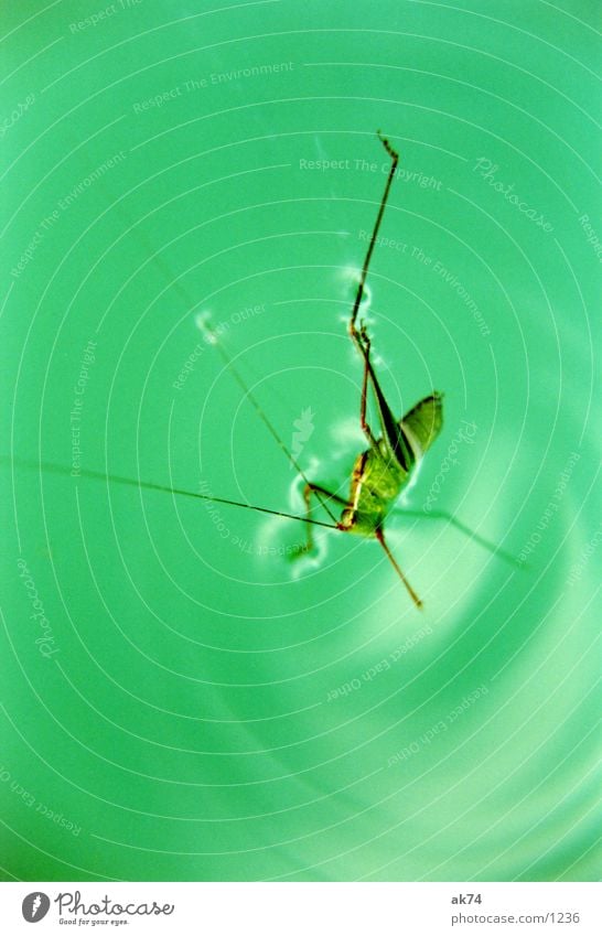 grasshopper Locust Green Water Macro (Extreme close-up)