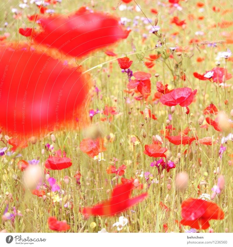 n Nature Plant Sun Spring Summer Beautiful weather Flower Grass Leaf Blossom Wild plant Poppy Garden Park Meadow Field Blossoming Growth Kitsch Violet Pink Red