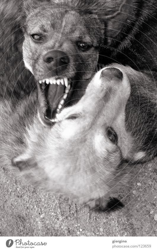 aaagghhh Power Animal Dangerous Might dog fight teeth dogs black&white Black & white photo dog eyes ground playing dogs dog play danger animals strong challenge