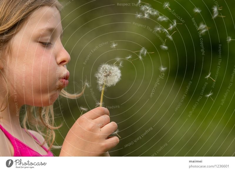 The dandelion Joy Beautiful Hair and hairstyles Playing Children's game Summer Girl Infancy 1 Human being 3 - 8 years Nature Spring Flower Blonde Long-haired