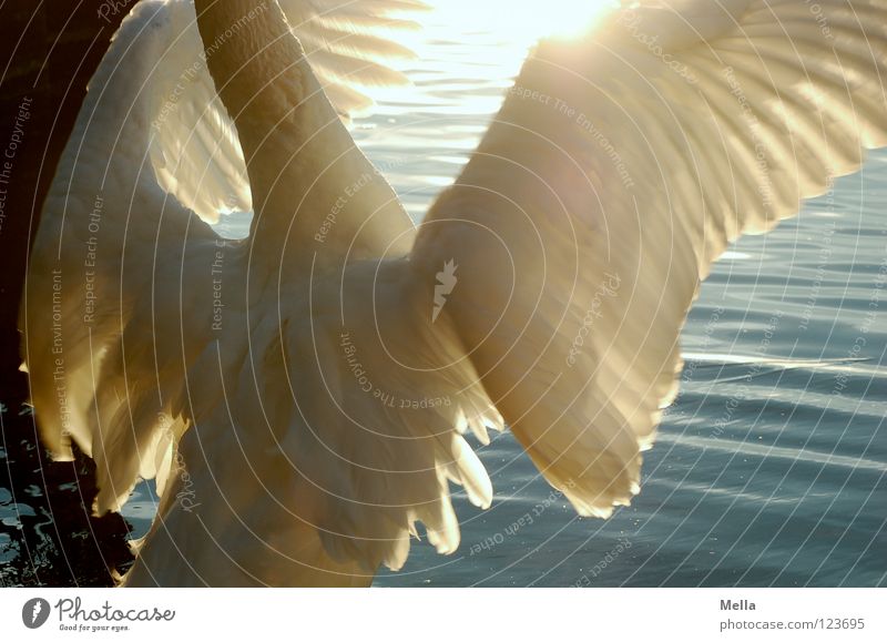 macho Swan Macho Boast Impression Judder Might Lake Pond Bird Wet Lighting Sun White Waves Beautiful swaggerers Make cut slicer Wing wings Power Coast Water