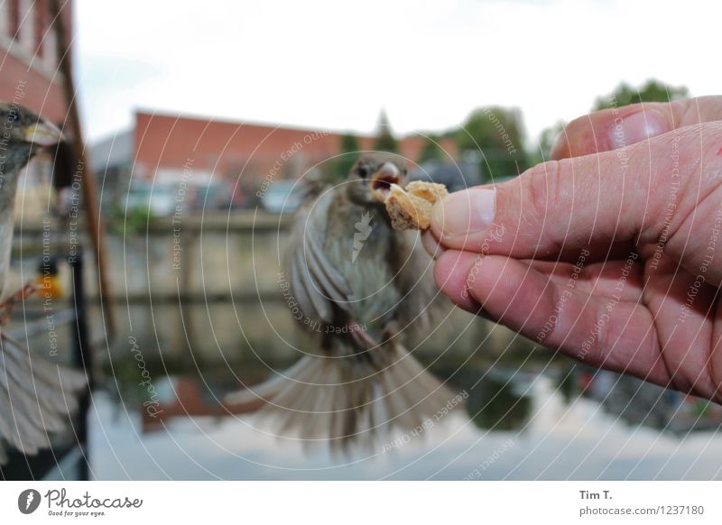 out of hand Berlin Downtown Old town Animal Bird 2 Feeding Sparrow Colour photo Close-up Day Flash photo Animal portrait