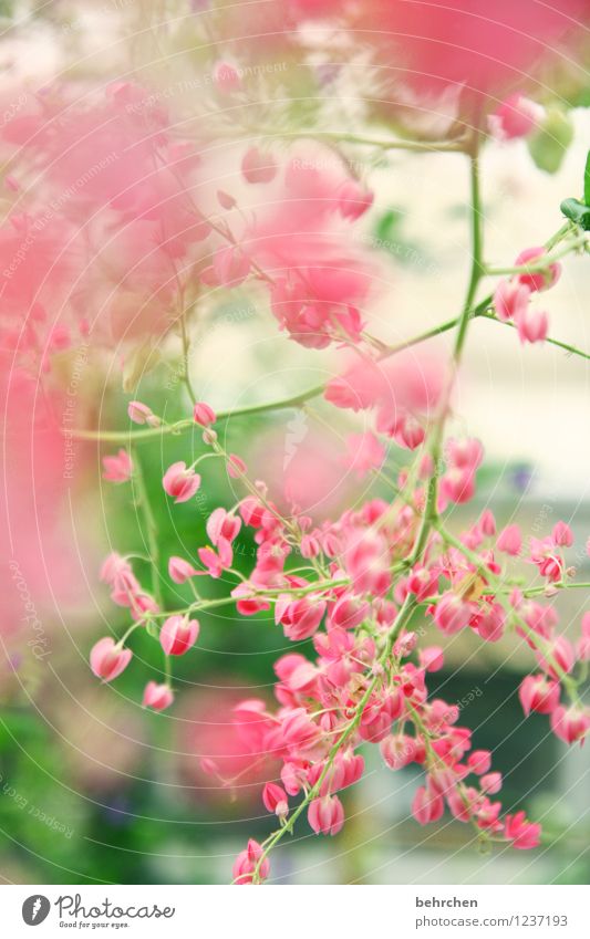 pink Nature Plant Spring Summer Beautiful weather Tree Leaf Blossom Garden Park Meadow Blossoming Fragrance Faded Growth Kitsch Small Pink Twigs and branches