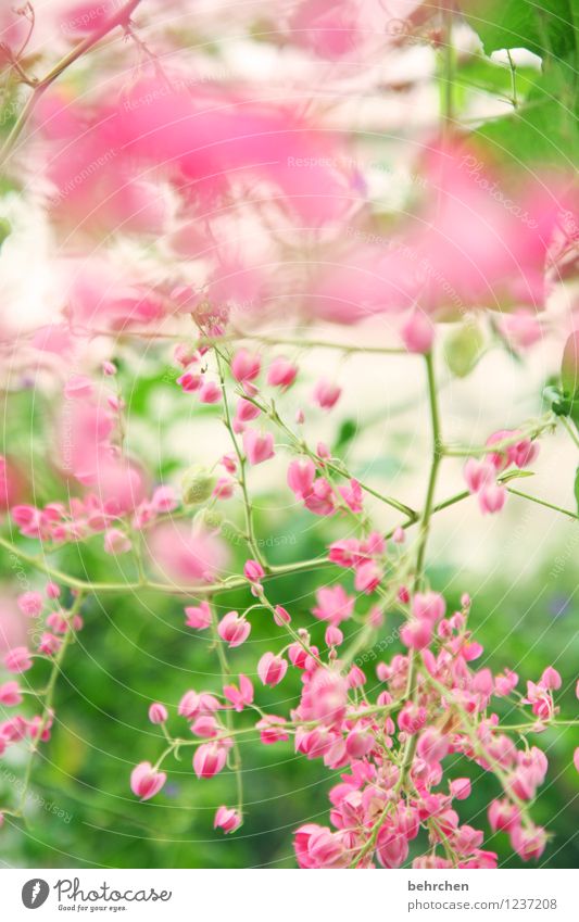 pink dream Nature Plant Spring Summer Beautiful weather Tree Leaf Blossom Wild plant Garden Park Meadow Blossoming Fragrance Faded Growth Small Natural Green