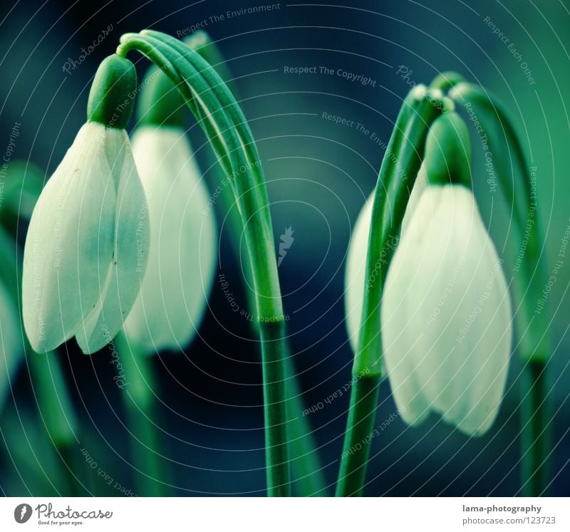 snowdrops Snowdrop Flower Plant Meadow Flower meadow Spring Winter Seasons Summer Blossom Growth Flourish Sprout Tilt Hang Droop Delicate Fine Fragile Bell